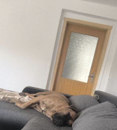 Bordeauxdogge Presa Canario Rüde