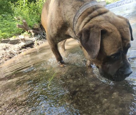 Bordeauxdogge Presa Canario Rüde