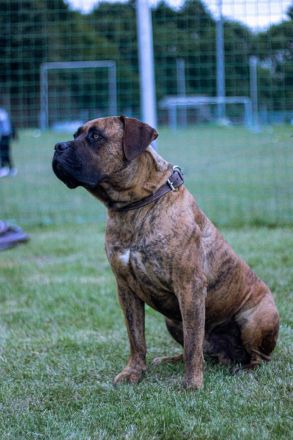 Bordeauxdogge Presa Canario Rüde