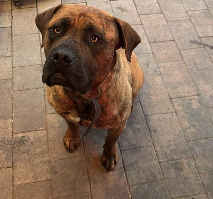 Bordeauxdogge Presa Canario Rüde