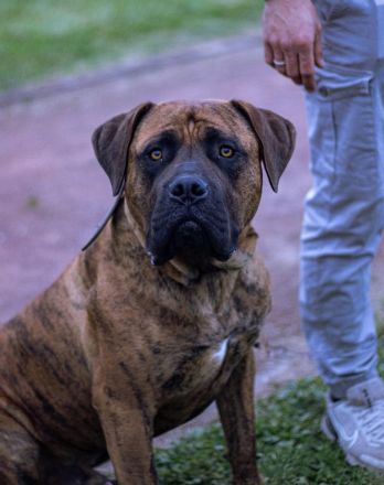 Bordeauxdogge Presa Canario Rüde