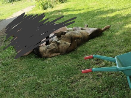 Bordeauxdogge Presa Canario Rüde