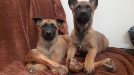Malinois Welpen