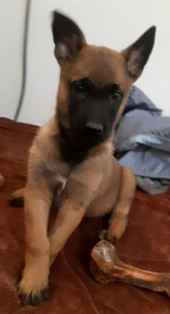 Malinois Welpen