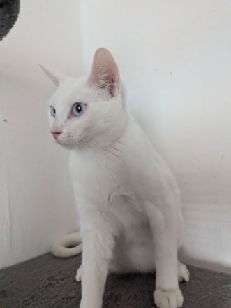 Snee weiss Katerchen