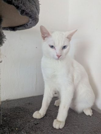 Snee weiss Katerchen