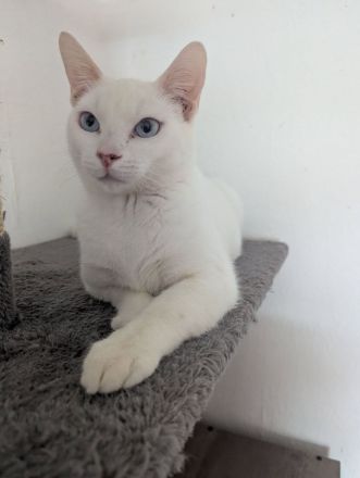 Snee weiss Katerchen