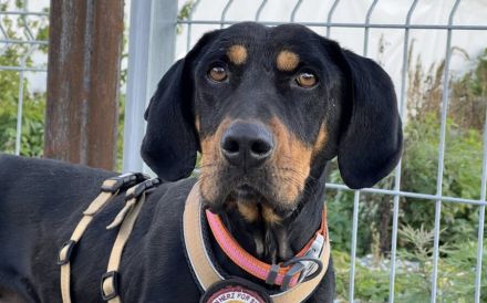 Wunderschöner Baki sucht seinen Heimathafen