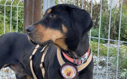 Wunderschöner Baki sucht seinen Heimathafen