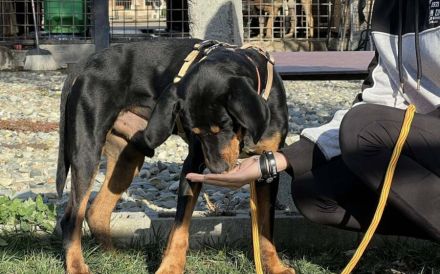 Wunderschöner Baki sucht seinen Heimathafen