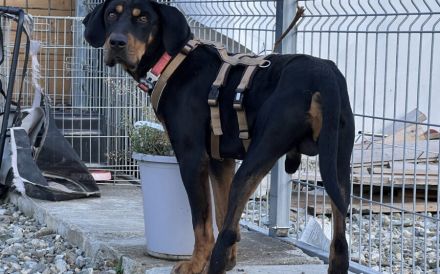 Wunderschöner Baki sucht seinen Heimathafen