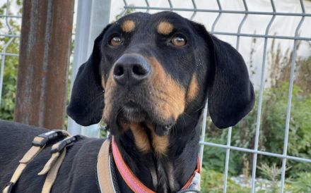 Wunderschöner Baki sucht seinen Heimathafen