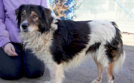 Bist du der richtige Mensch für den wunderbaren Diesel?