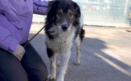 Bist du der richtige Mensch für den wunderbaren Diesel?