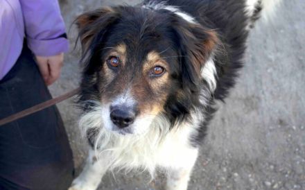 Bist du der richtige Mensch für den wunderbaren Diesel?