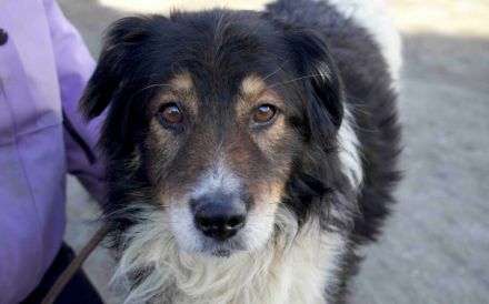 Bist du der richtige Mensch für den wunderbaren Diesel?