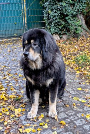 Do Khyi Welpen, Welpen – Express ist angekommen