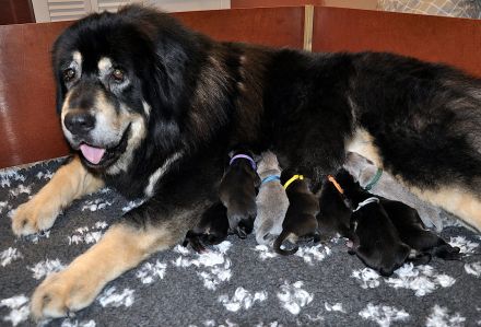 Do Khyi Welpen, Welpen – Express ist angekommen