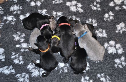 Do Khyi Welpen, Welpen – Express ist angekommen