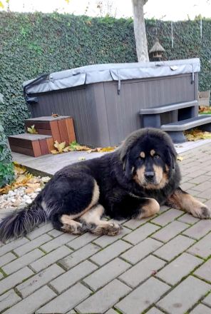 Do Khyi Welpen, Welpen – Express ist angekommen