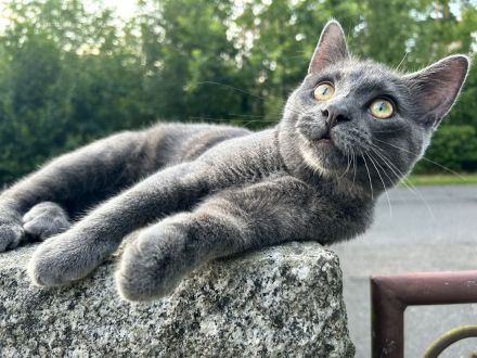 Kater Benji 9 Monate Jung