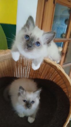 Reinrassige Heilige Birma Kitten Katerchen, blue tabby point, 12 Wochen alt,