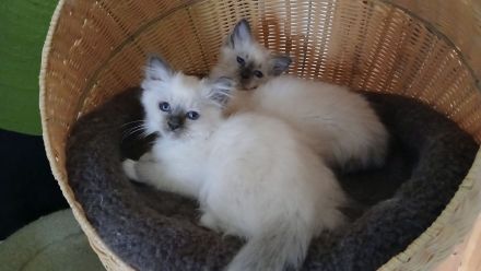 Reinrassige Heilige Birma Kitten Katerchen, blue tabby point, 12 Wochen alt,