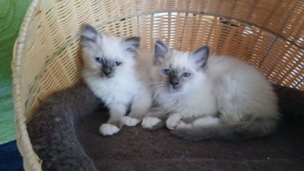Reinrassige Heilige Birma Kitten Katerchen, blue tabby point, 12 Wochen alt,