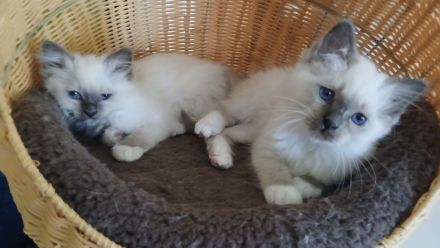 Reinrassige Heilige Birma Kitten Katerchen, blue tabby point, 12 Wochen alt,