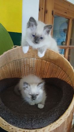 Reinrassige Heilige Birma Kitten Katerchen, blue tabby point, 12 Wochen alt,