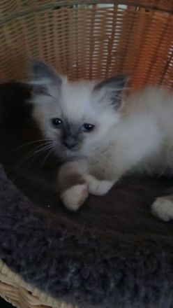Reinrassige Heilige Birma Kitten Katerchen, blue tabby point, 12 Wochen alt,