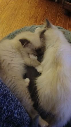 Reinrassige Heilige Birma Kitten Katerchen, blue tabby point, 12 Wochen alt,