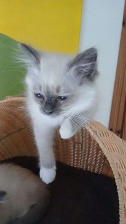 Reinrassige Heilige Birma Kitten Katerchen, blue tabby point, 12 Wochen alt,