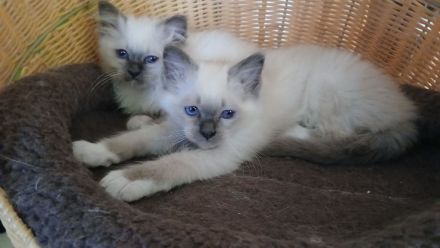 Reinrassige Heilige Birma Kitten Katerchen, blue tabby point, 12 Wochen alt,