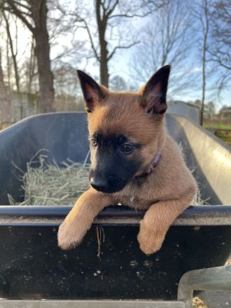 Malinois X-Herder