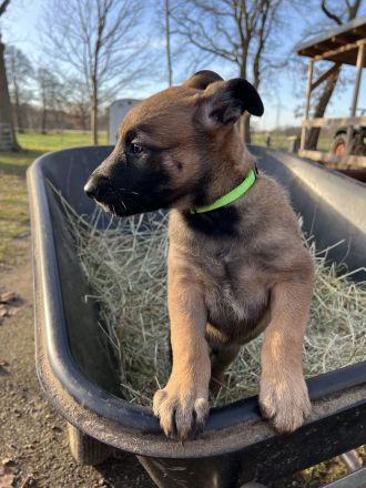 Malinois X-Herder