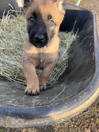 Malinois X-Herder