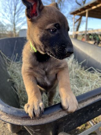 Malinois X-Herder