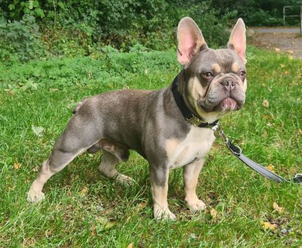 Französische Bulldogge. Deckrüde Bulldog.