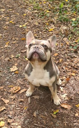 Französische Bulldogge. Deckrüde Bulldog.
