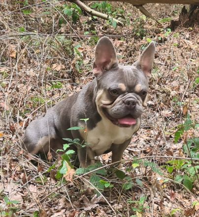 Französische Bulldogge. Deckrüde Bulldog.