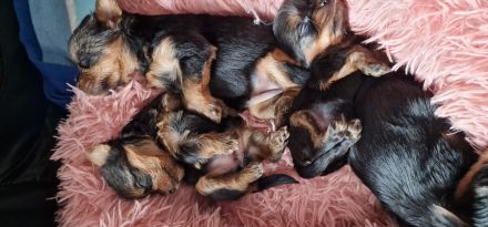 Yorkshire Terrier vom House of Independent