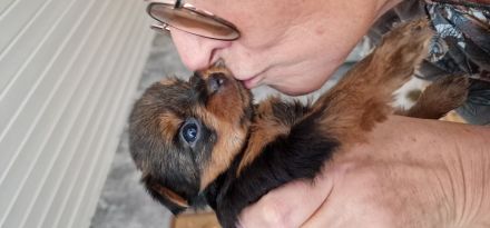 Yorkshire Terrier vom House of Independent