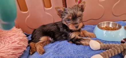 Yorkshire Terrier vom House of Independent