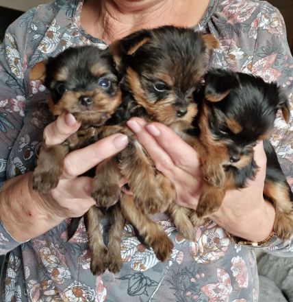 Yorkshire Terrier vom House of Independent