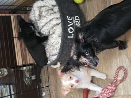 Unsere beiden ein rüde und eine Hündin suchen ein neues Zuhause