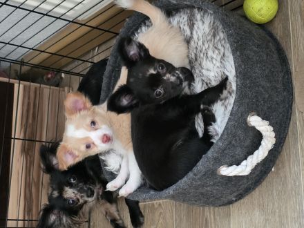 Unsere beiden ein rüde und eine Hündin suchen ein neues Zuhause