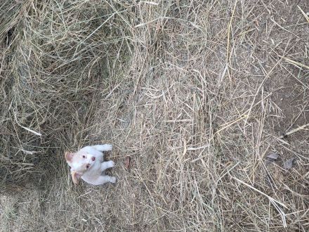 Unsere beiden ein rüde und eine Hündin suchen ein neues Zuhause