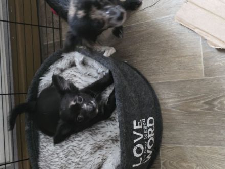 Unsere beiden ein rüde und eine Hündin suchen ein neues Zuhause