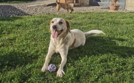 Liebenswerter Hardy sucht Heimat